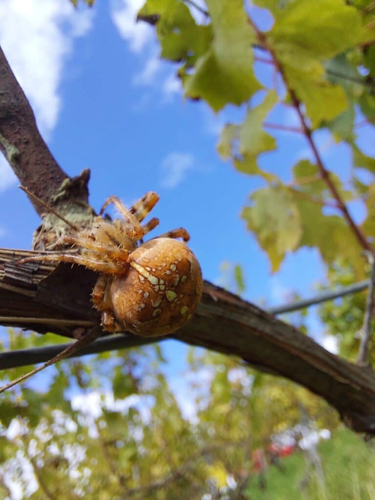 Araignée sur un arbre du Domaine de la Maison Rose