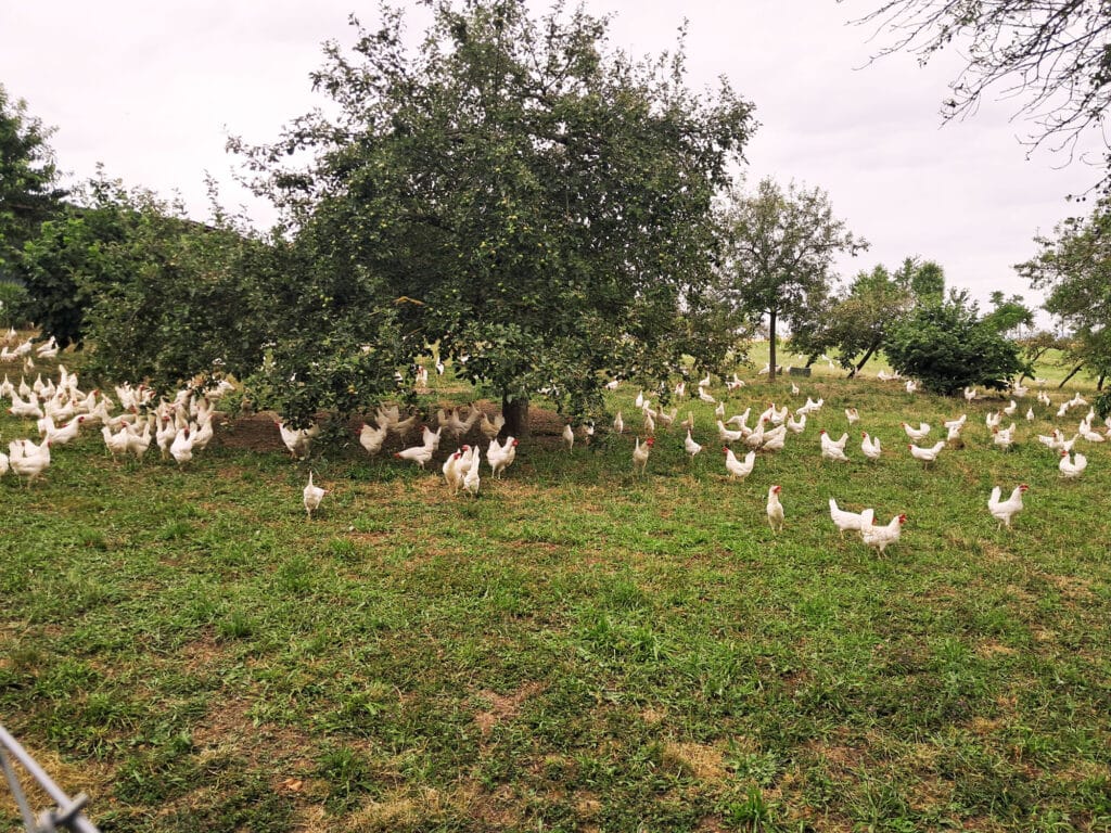 domaine maison rose arbres poules 02