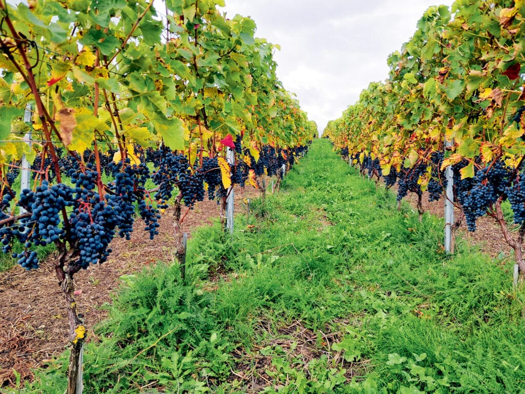 domaine maison rose vignes 01